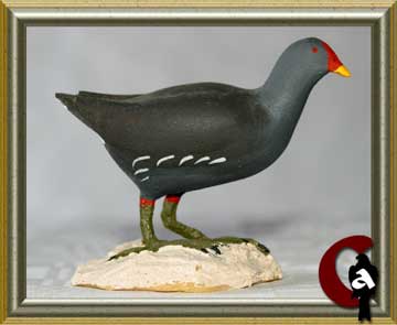Common moorhen - Gallinula chloropus